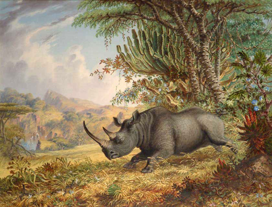 the black rhinoceros